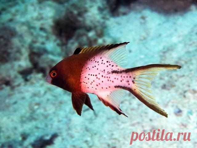 Bodianus anthioides, Lyretail hogfish, Lyretail pigfish, Caudène, 燕尾狐鲷
 Лирохвостый бодиан

Лирохвостый бодиан  - этот длиннохвостый губан с характерной двухцветной раскраской вырастает до 21 см. Питается донными беспозвоночными.