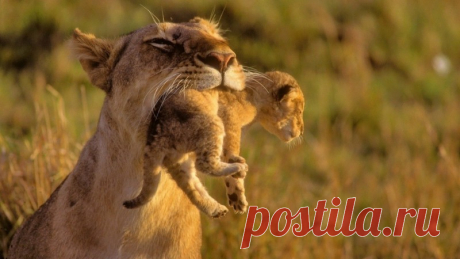 Детеныши животных и их родители :)