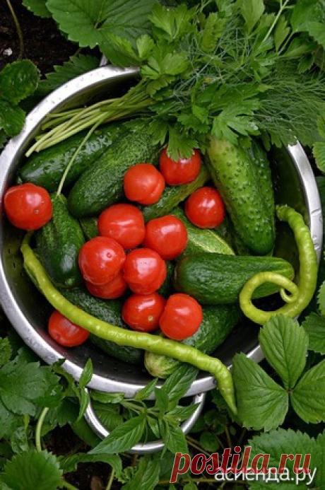 Мини сеньор Помидор, еда или забава?: Группа Наши грядки