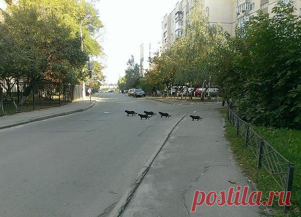 (1) Одноклассники
