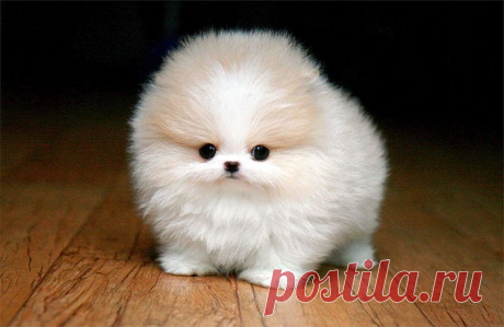 Милота от природы