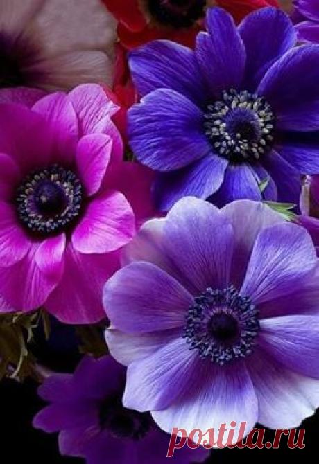 Фото Darpon Khan.