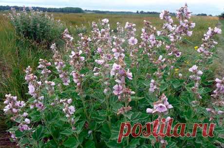 Лекарственное растение Алтей аптечный (Althaea officinalis). Многолетнее растение - 150 см высотой. Стебель с густым тонким войлочным опушением. Листья 3-5-лопастные,верхние скорее треугольно-яйцевидные и лишь слабо 3-5-лопастные с неравномерно-зубчатыми краями, с обеих сторон серо-зеленые и с шелковистым войлочным опушением. Цветки шириной 3-5 см белые, красноватые или красно-фиолетовые, пазушные, собраны в кисть; 5-9 наружных чашелистиков срослись у основания.