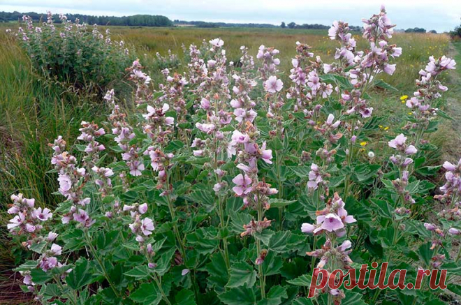 Лекарственное растение Алтей аптечный (Althaea officinalis). Многолетнее растение - 150 см высотой. Стебель с густым тонким войлочным опушением. Листья 3-5-лопастные,верхние скорее треугольно-яйцевидные и лишь слабо 3-5-лопастные с неравномерно-зубчатыми краями, с обеих сторон серо-зеленые и с шелковистым войлочным опушением. Цветки шириной 3-5 см белые, красноватые или красно-фиолетовые, пазушные, собраны в кисть; 5-9 наружных чашелистиков срослись у основания.