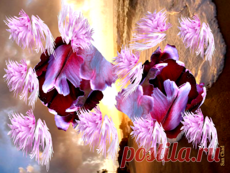 San Chad * Черных А.Д.