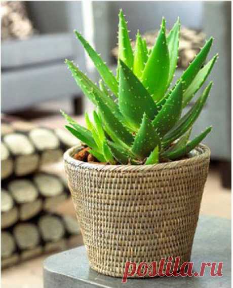 4 комнатных растения, которые лечат болезни - Комнатные растения - уход за комнатными растениями - Дом - IVONA - bigmir)net - IVONA - bigmir)net