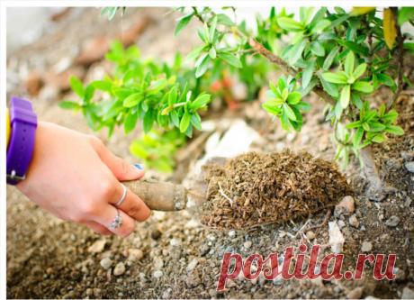 НАТУРАЛЬНАЯ ЧУДО-ПОДКОРМКА ДЛЯ ВСЕХ КУЛЬТУР

Каждый дачник, который выращивает культуры на своем участке знает, что для получения обильного урожая, посаженным культурам нужно дать должное питание.


В последнее время рецептов подкормок очень много. Но, так как я люблю экспериментировать, то все новые подкормки, о которых узнаю, пробую на небольшой группе растений.

Сегодня хочу поделиться рецептом одной из своих любимых подкормок, которая подходит для всех культур.  

Для ...