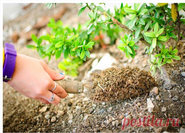 НАТУРАЛЬНАЯ ЧУДО-ПОДКОРМКА ДЛЯ ВСЕХ КУЛЬТУР

Каждый дачник, который выращивает культуры на своем участке знает, что для получения обильного урожая, посаженным культурам нужно дать должное питание.


В последнее время рецептов подкормок очень много. Но, так как я люблю экспериментировать, то все новые подкормки, о которых узнаю, пробую на небольшой группе растений.

Сегодня хочу поделиться рецептом одной из своих любимых подкормок, которая подходит для всех культур.  

Для ...