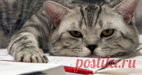 Как избавиться от хронической усталости? 
Какой бы активный образ жизни не вел человек, в его жизни всегда находится место для усталости: физической, моральной, эмоциональной, - неважно, суть в том, что усталость – это нормальная реакция организма на те или иные внешние раздражители. Но одно дело, когда она случается