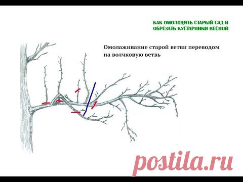 Как омолодить старый сад и обрезать кустарники весной. Полная версия вебинара Николая Рабушко. ©