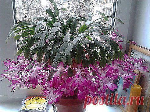 (27) Одноклассники