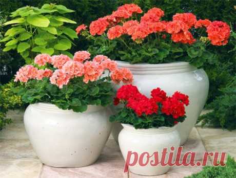 ЧТОБЫ ГЕРАНЬ ВСЕГДА РАДОВАЛА ЦВЕТЕНИЕМ, НУЖНА 1 КАПЛЯ ЙОДА!
Очень хорошей подкормкой является йодовая вода: 1 каплю йода растворить в 1 литре воды и полить 50-ю мл этого состава по стенкам горшка. Не переборщите, чтобы корни не сжечь!
После такого полива герань непрерывно и шикарно цветет!
Если желтеют листья, причины могут быть в следующем:
- если у листьев сохнут только края — причиной является недостаток влаги;
- если листья вялые или загнивают — причина в избытке влаги.
В обоих случаях