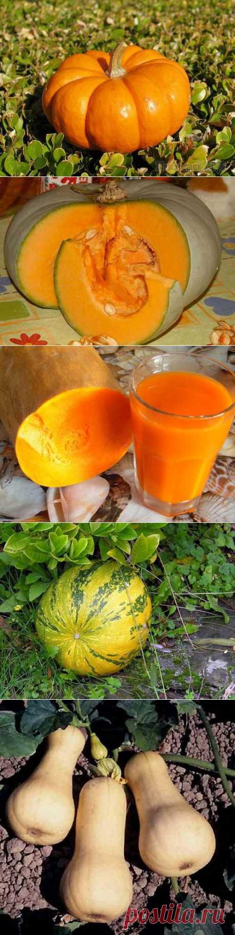 Богатство и гордость огорода – наша пышная тыква