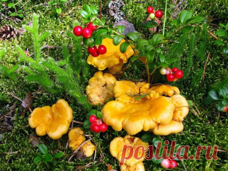 Не задумывались, почему лисички никогда не бывают червивыми .......