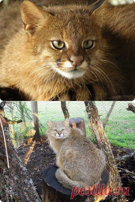 Колоколо (лат. Leopardus colocolo)