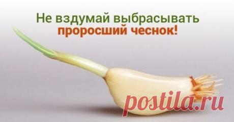 Никогда не выбрасывайте полежавший проросший чеснок.

Найдена причина всех болезней суставов!
Чеснок, как и лук, ближе к весне пускает корешки и зеленые ростки.

Многие выбрасывают полежавший овощ, считая, что он потерял свою пользу и вкусовые качества.

На самом деле это — непростительная ошибка.

Чеснок, как и лук, ближе к весне пускает корешки и зеленые ростки.

Многие выбрасывают полежавший овощ, считая, что он потерял свою пользу и вкусовые качества. На самом деле это...