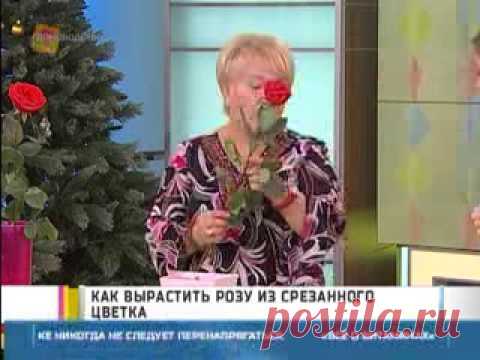 Как вырастить розу из срезанного цветка? - Яндекс.Видео