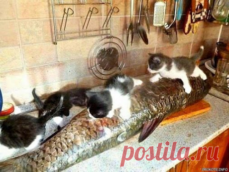 Кот (Котофул комьюнити): задержание особо-опасного преступника, целый... - nadegdacherepaschuk@gmail.com - Gmail