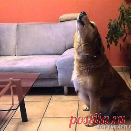 Самые шумные породы собак - МирТесен