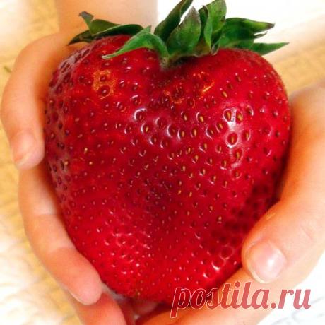 Клубника Гигант русский F1 (65208): купить семена почтой в России | интернет-магазин Беккер Клубника Гигант русский F1 (65208) - заказывайте семена в интернет-магазине Беккер в России &#10004 Самый большой онлайн-каталог в России! &#9993 Быстрая отправка заказов &#10004 Кэшбэк при покупке — 10% &#128222 Звоните 8 (800) 511-27-28.