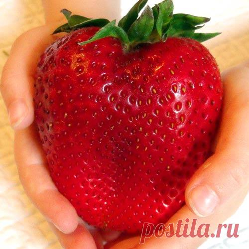 Клубника Гигант русский F1 (65208): купить семена почтой в России | интернет-магазин Беккер Клубника Гигант русский F1 (65208) - заказывайте семена в интернет-магазине Беккер в России ✔ Самый большой онлайн-каталог в России! ✉ Быстрая отправка заказов ✔ Кэшбэк при покупке — 10% 📞 Звоните 8 (800) 511-27-28.