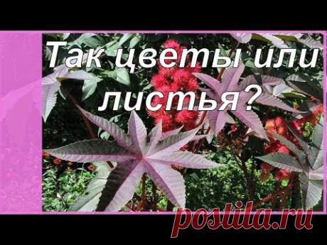 Так что лучше: листья или цветы? И зачем нужны декоративно лиственные растения в саду?!? Сад своими руками. - YouTube