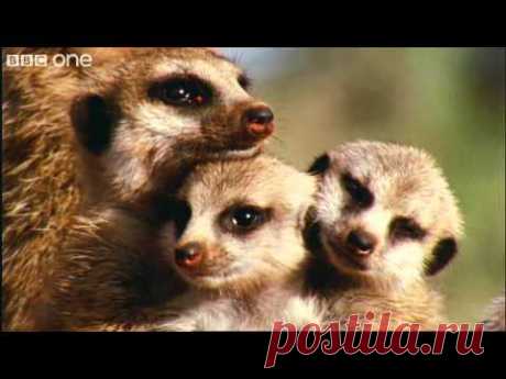 What A Wonderful World With David Attenborough -- BBC One [FULL HD]