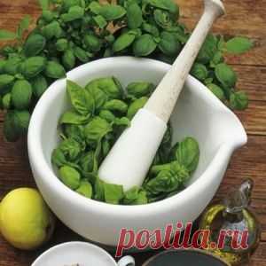 Травы, выводящие мокроту из легких и бронхов