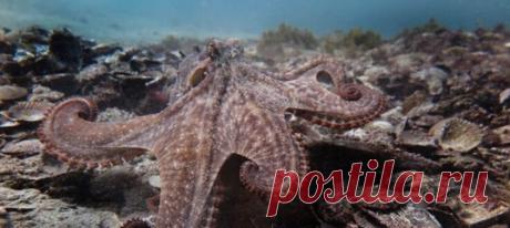 Люди науки часто делают открытия, просто посмотрев более внимательно на мир природы. Кажется, что природа таит в себе немало открытий, которые могут принеси пытливым умам славу и успех, а человечеству новые достижения и возможности. Исследователи из американского университета Ратгера обратили внимание на то, что позволяет морским животным (каракатицам, осьминогам и кальмарам) менять цвет кожных покровов в зависимости от ситуации. Фото print-prime.ru Ученым удалось выделить это вещество и…