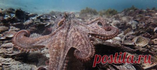 Люди науки часто делают открытия, просто посмотрев более внимательно на мир природы. Кажется, что природа таит в себе немало открытий, которые могут принеси пытливым умам славу и успех, а человечеству новые достижения и возможности. Исследователи из американского университета Ратгера обратили внимание на то, что позволяет морским животным (каракатицам, осьминогам и кальмарам) менять цвет кожных покровов в зависимости от ситуации. Фото print-prime.ru Ученым удалось выделить это вещество и…