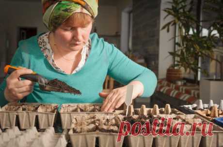 5 ошибок при выращивании рассады, которые приводят к ее перерастанию | Рассада (Огород.ru)