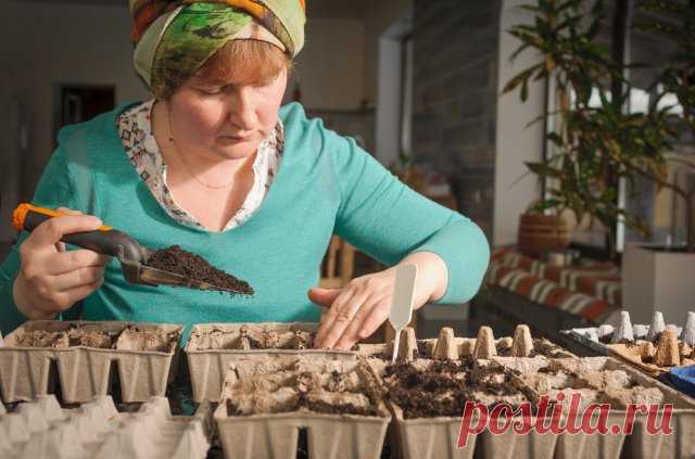 5 ошибок при выращивании рассады, которые приводят к ее перерастанию | Рассада (Огород.ru)