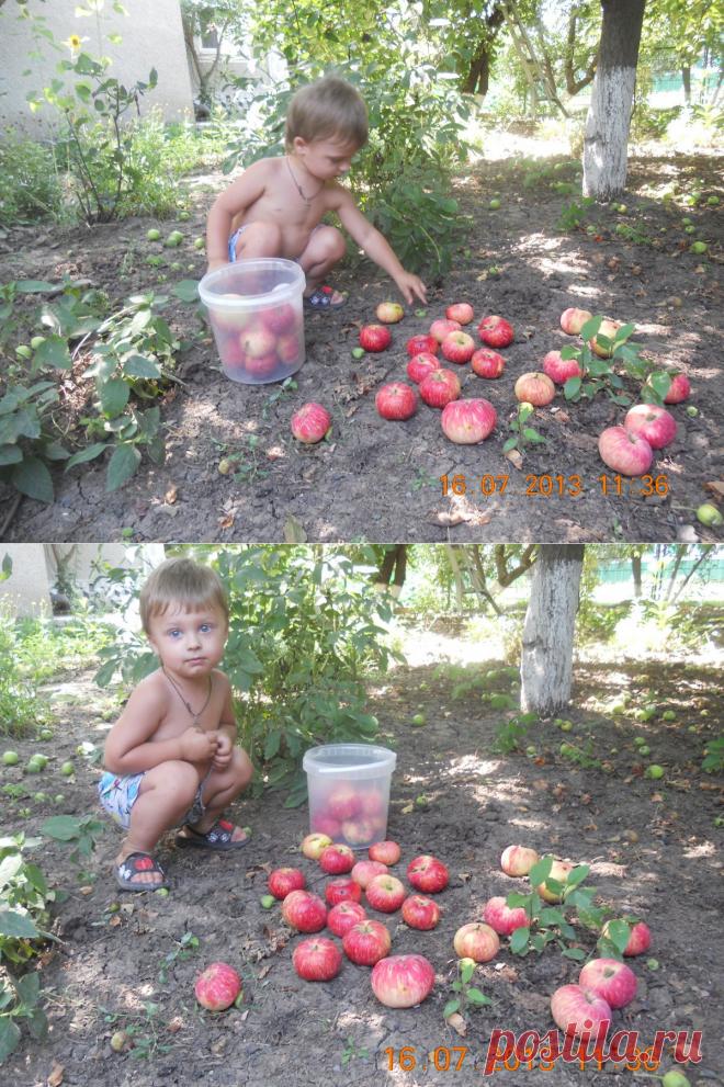 Живём мы в городе, но каждое лето приезжаем  к бабушке в деревню. нам здесь очень нравится, свежий воздух, большой просторный двор, в саду  много фруктов: абрикосы.вишни, черешня, смородина, малина, слива, яблоки и груши.  на огороде помидоры, огурцы, сынок с удовольствием помогает собирать бабушке урожай.
Вот мы собрали урожай яблок.