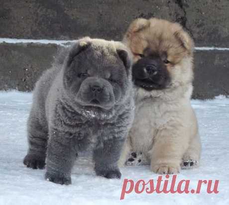 Владимир Генералов
45 лет, Россия, с.Спасское,Вольский р-он,Саратовская обл.