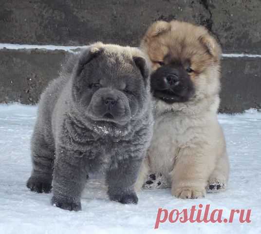 Владимир Генералов
45 лет, Россия, с.Спасское,Вольский р-он,Саратовская обл.