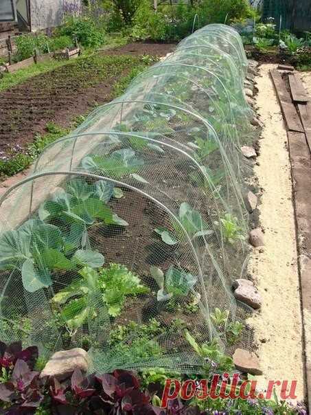 #ПарникиГрядки

 Сетка оберегает капусту от бабочек, при этом не мешает поливу и подкормкам.

А от слизней как уберечь капусту? Они не хуже бабочек ее поедают.
Слизни не любят соль, пушонку, яичные шкарлупки. Свежие опилки - все что их ранит, горчицу сухую тоже не любят.

Сетку долго держите на капусте пока ей тесно не будет, к тому времени уже лет бабочек заканчивается

Вместо сетки можно использовать тонкий укрывной материал.-лутрасил. Использовать лучше старый - он хоро...