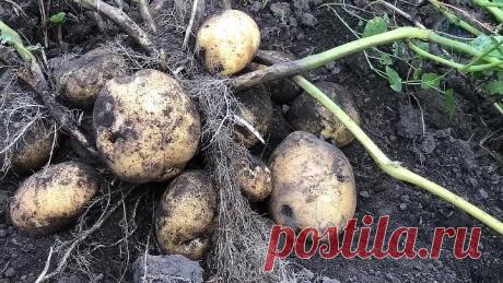 Проволочник вмиг исчезнет, если внести это осенью в почву