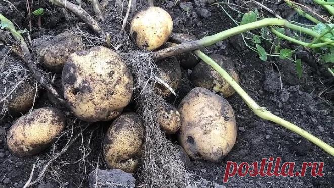 Проволочник вмиг исчезнет, если внести это осенью в почву