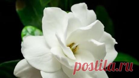 Видео для приятных эмоций... / релакс / блаженство / благодарность