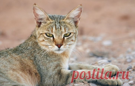 13 обаятельных диких кошек, большинство из которых можно погладить только один раз в жизни / AdMe