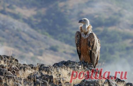 35PHOTO - Иван Иванов - Griffon vulture