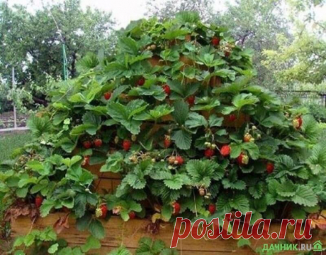 Многоярусная грядка для клубники своими руками | 6 соток
