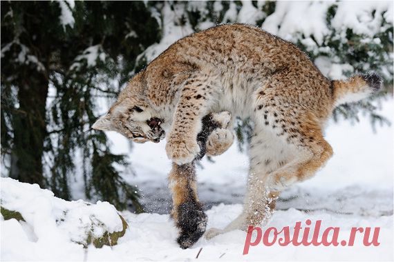 рысь на охоте