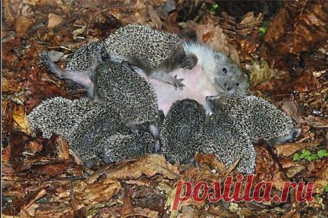 (24) Одноклассники