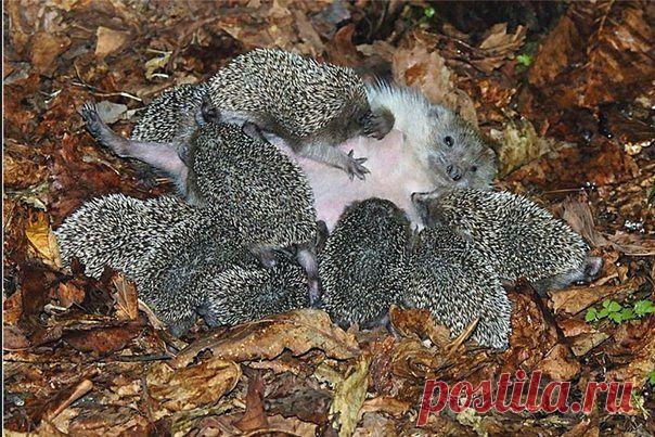 (24) Одноклассники