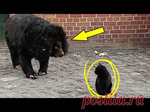 Медведь Подошел к Коту и То, Что Случилось Дальше, Невероятно