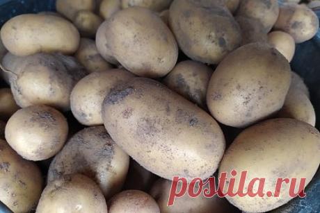 Освобожденный военный ДНР рассказал о питании пленных на Украине. Украинские силовики кормят военнопленных испортившейся картошкой, которую выбрасывают при отборе корма для свиней. Об этом рассказал освобожденный из плена рядовой Народной милиции ДНР Станислав Лебеденко. Кроме того, российские военнопленных заставляли работать по 12-14 часов в день.