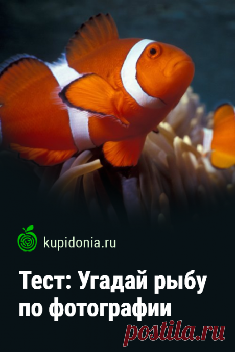 Тест: Угадай рыбу по фотографии. Продолжаем тему о животных, которая стала очень популярной на нашем проекте. Сегодня предлагаем поговорить о рыбах. Сможете узнать каждую из них по фотографии?
