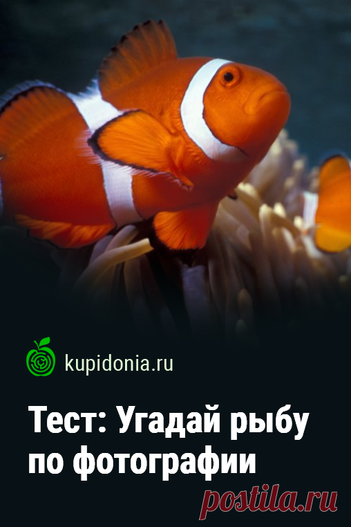 Тест: Угадай рыбу по фотографии. Продолжаем тему о животных, которая стала очень популярной на нашем проекте. Сегодня предлагаем поговорить о рыбах. Сможете узнать каждую из них по фотографии?