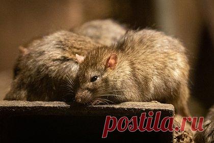 Полчище крыс в подмосковной школе попало на видео